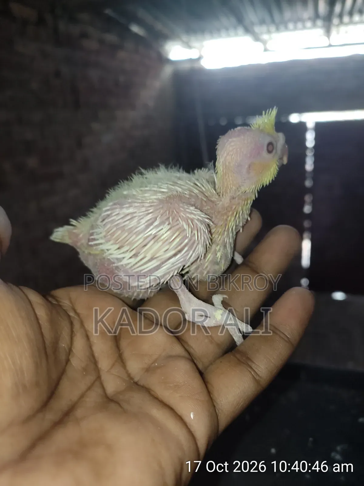 Cockatiel Baby