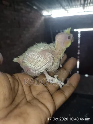 Cockatiel Baby