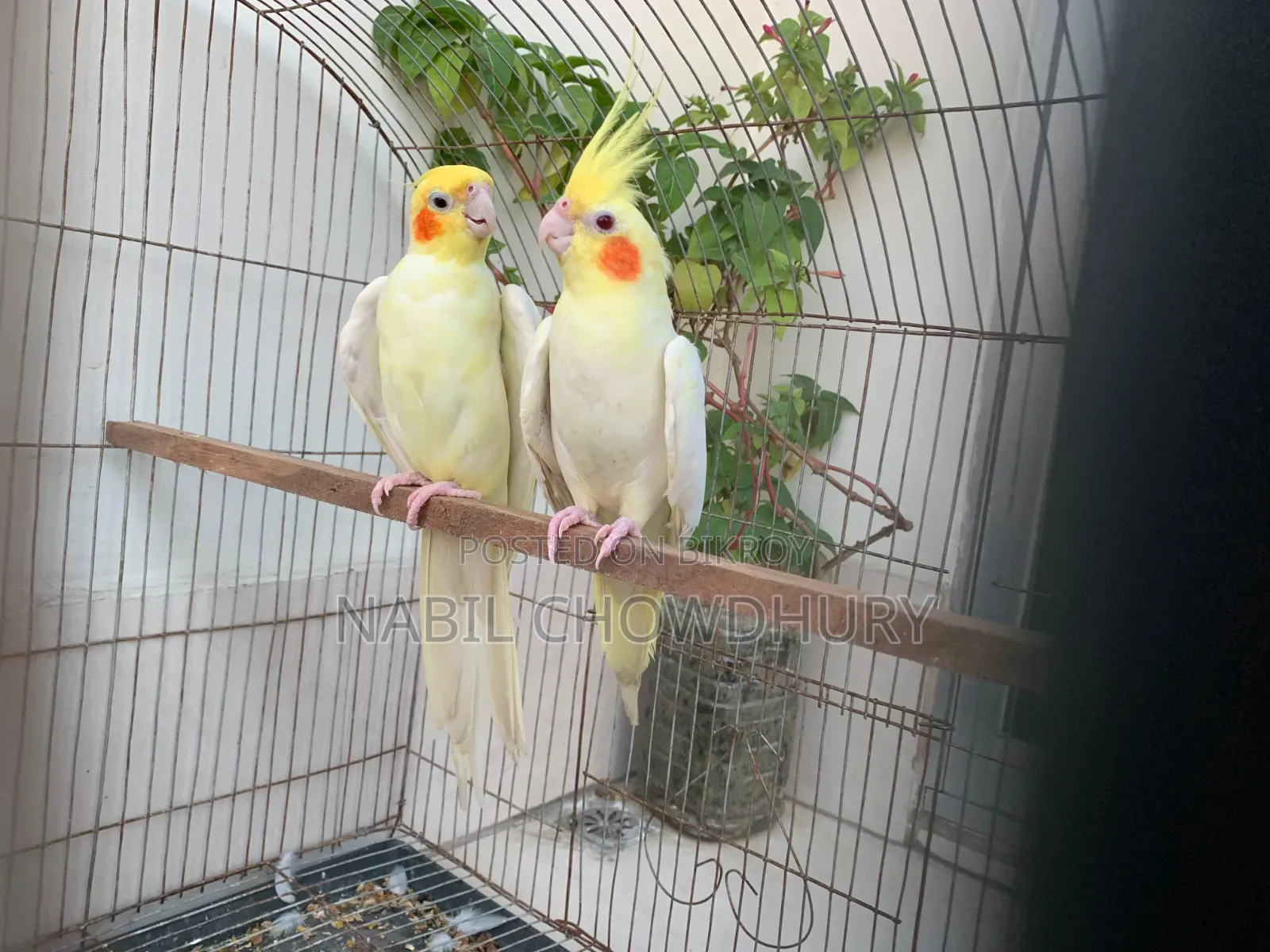 Lutinho Cockatiel Master Pair