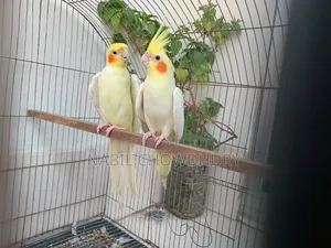 Lutinho Cockatiel Master Pair
