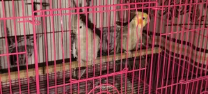 Cockatiel Bird Running Pair