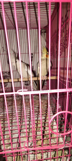 Cockatiel Bird Running Pair