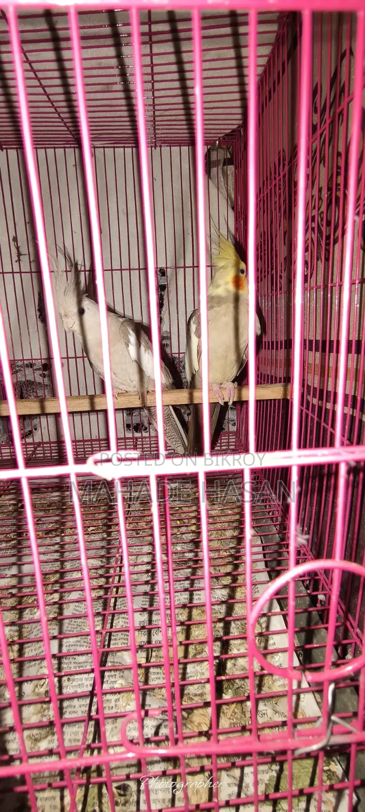 Cockatiel Bird Running Pair