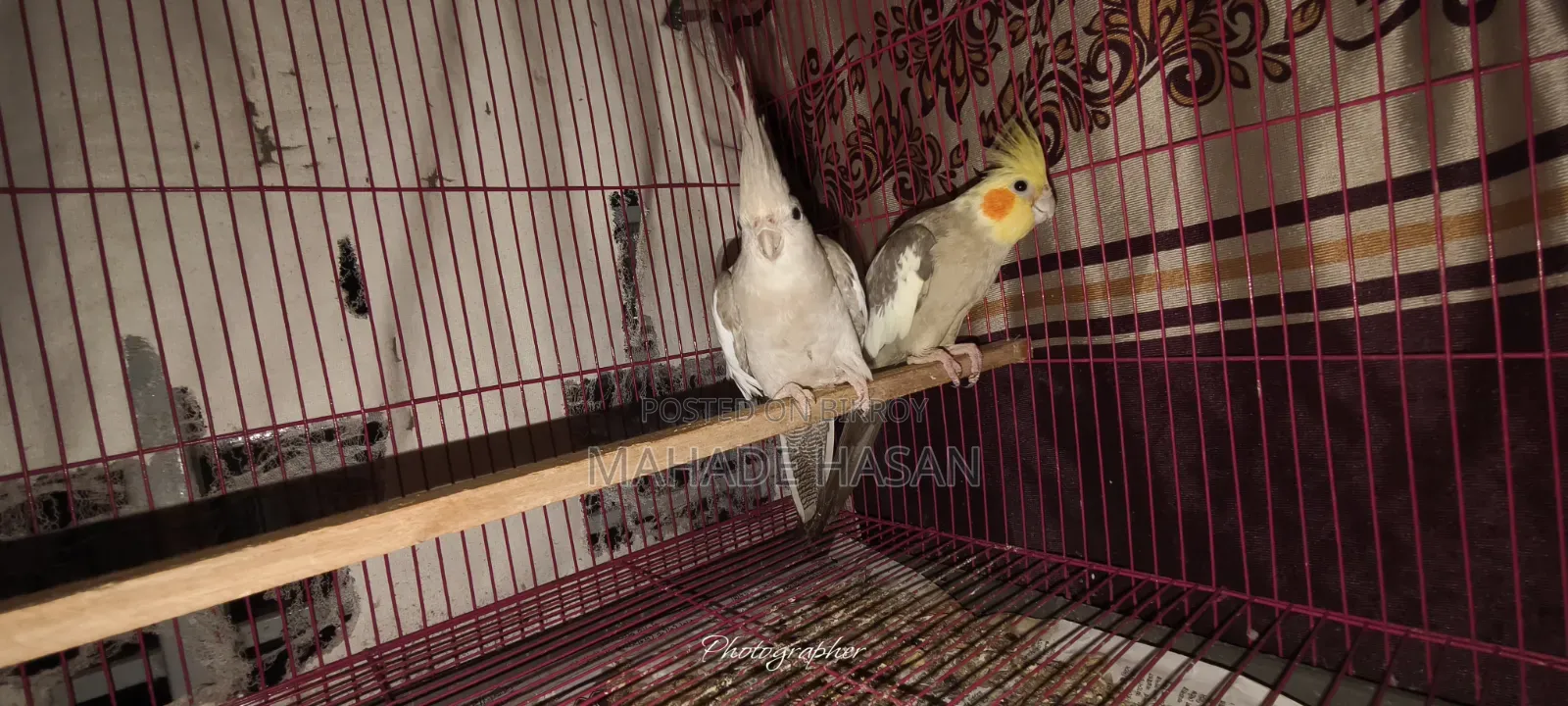 Cockatiel Bird Running Pair