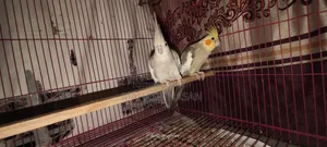 Cockatiel Bird Running Pair