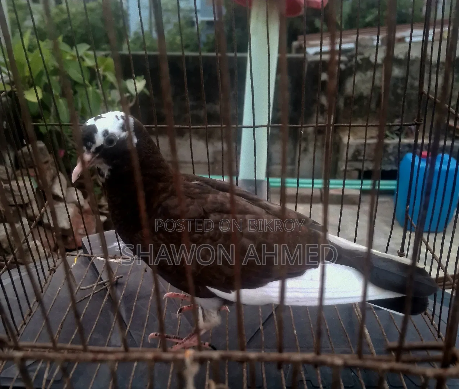 Giribaz Pigeon Baby