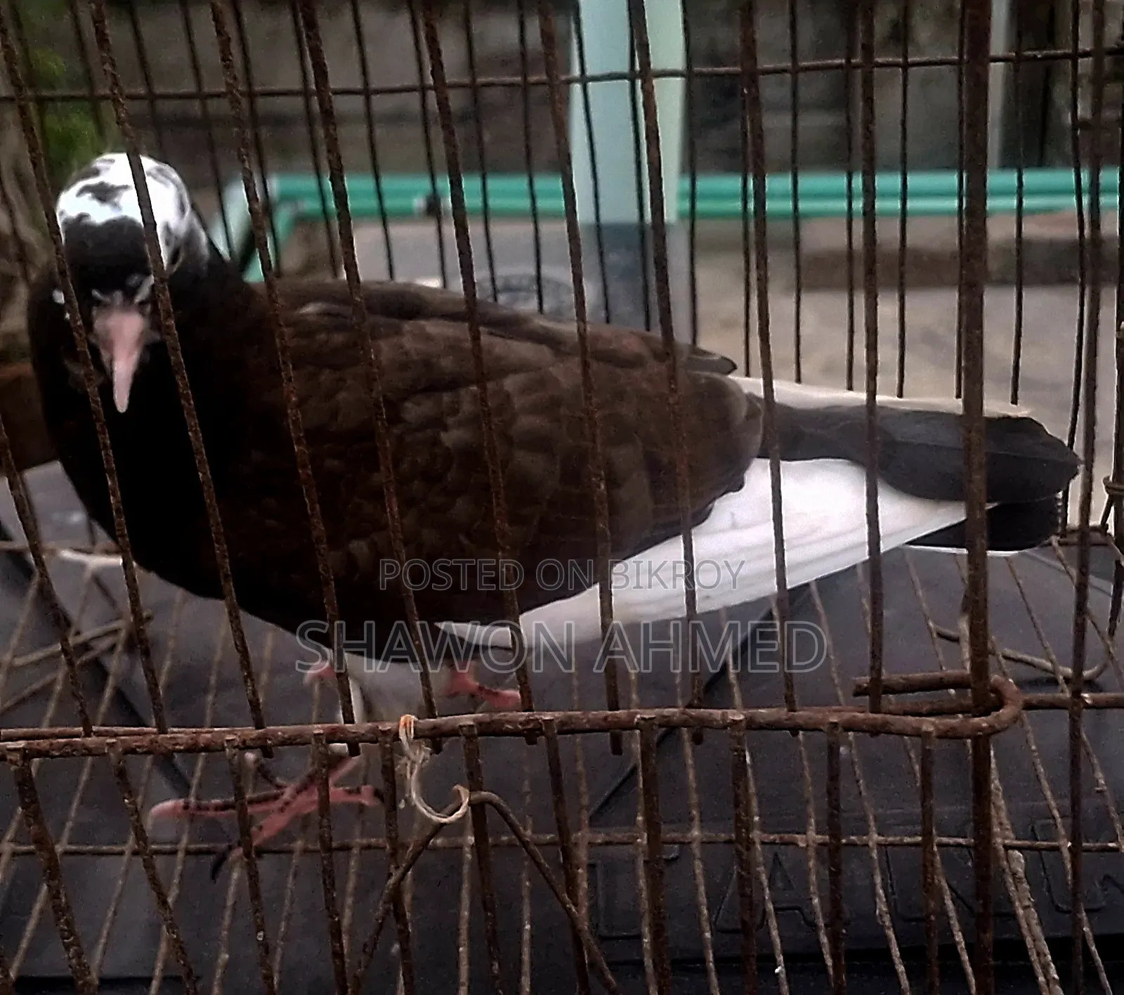 Giribaz Pigeon Baby