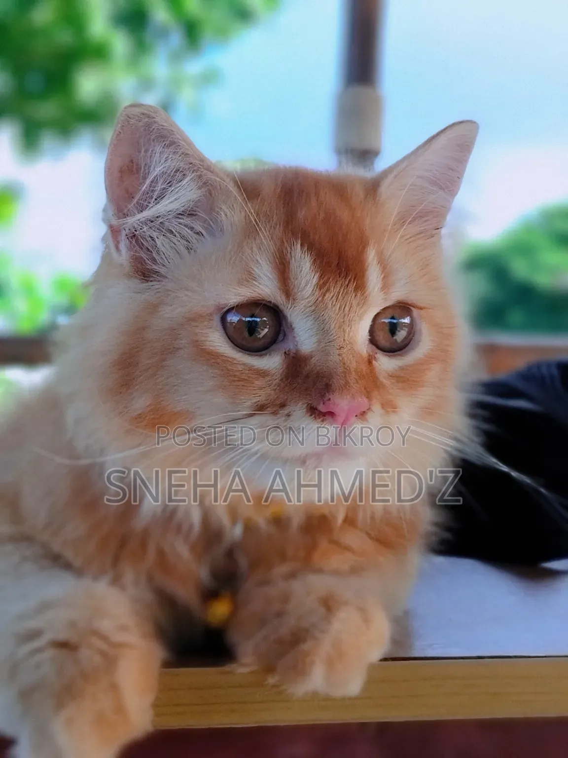 3-6 months Male Purebred Persian Cat