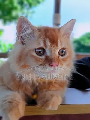 3-6 months Male Purebred Persian Cat