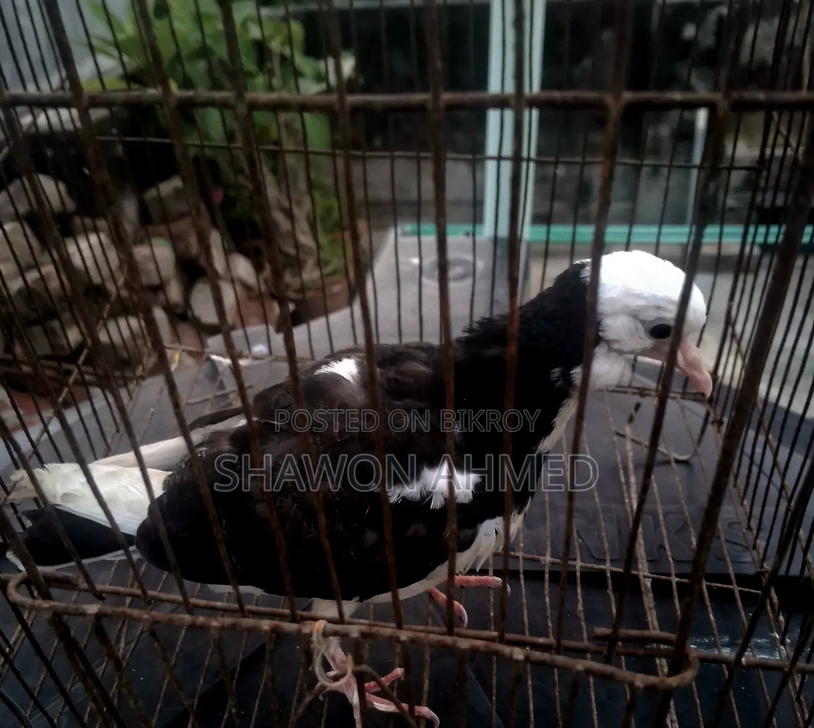 Giribaj Pigeon Baby