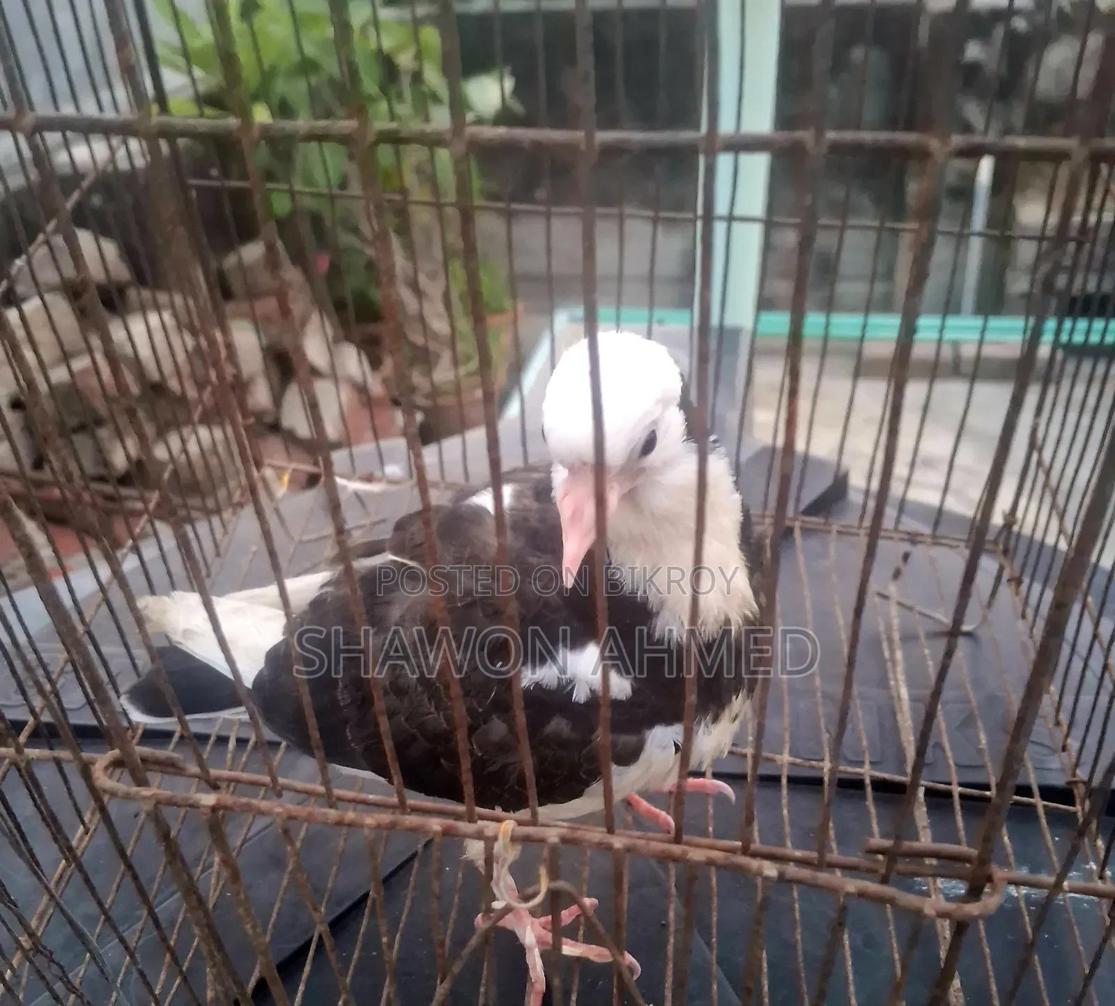 Giribaj Pigeon Baby