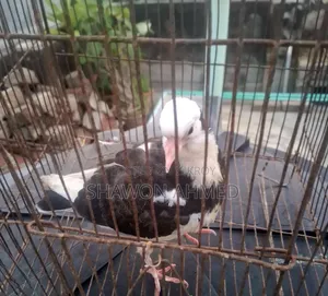 Giribaj Pigeon Baby
