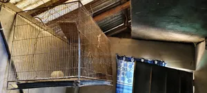 A sturdy bird cage will be sold