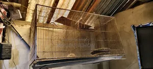 A sturdy bird cage will be sold