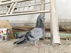 Pigeons for Sale