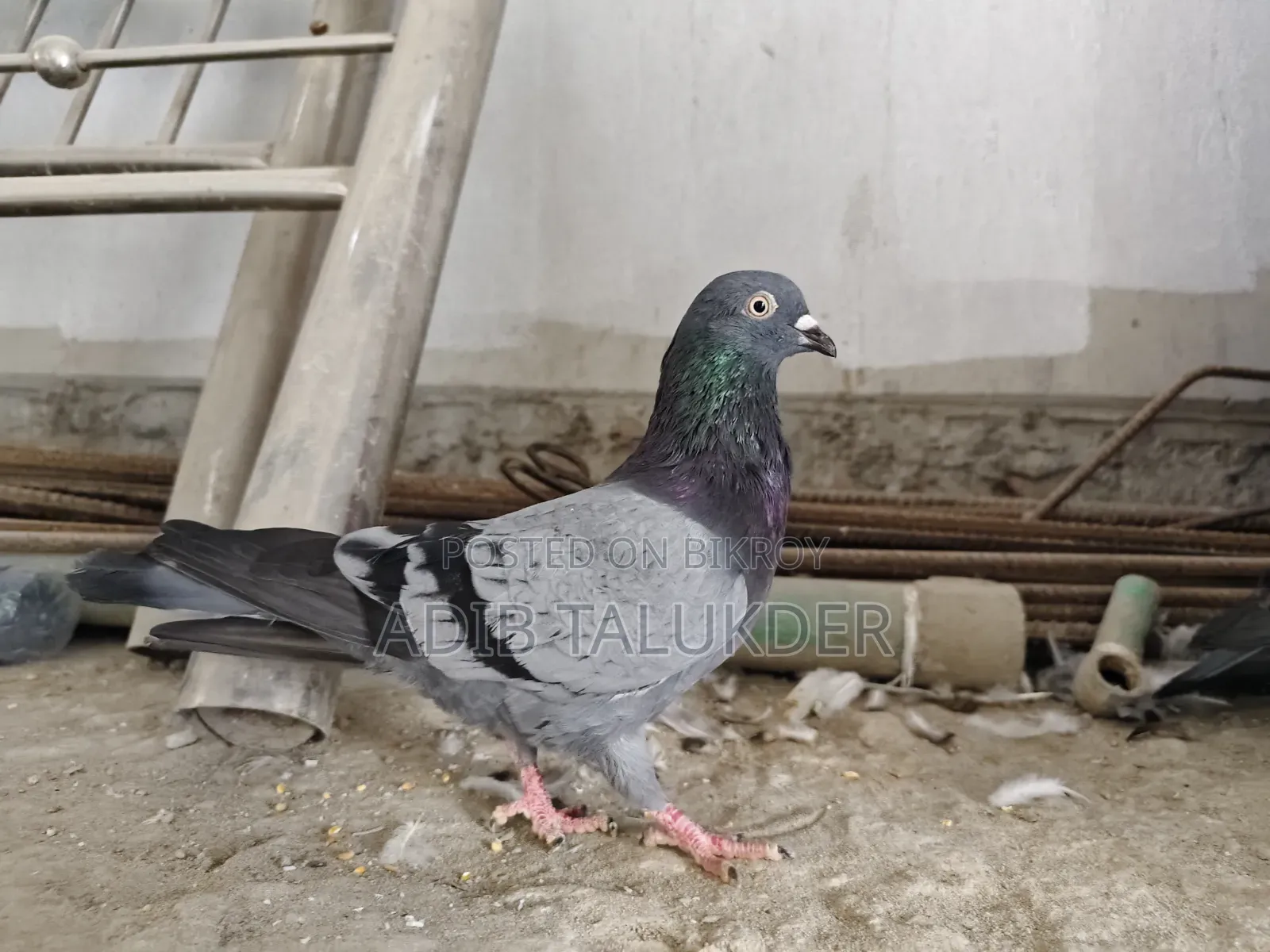 Pigeons for Sale