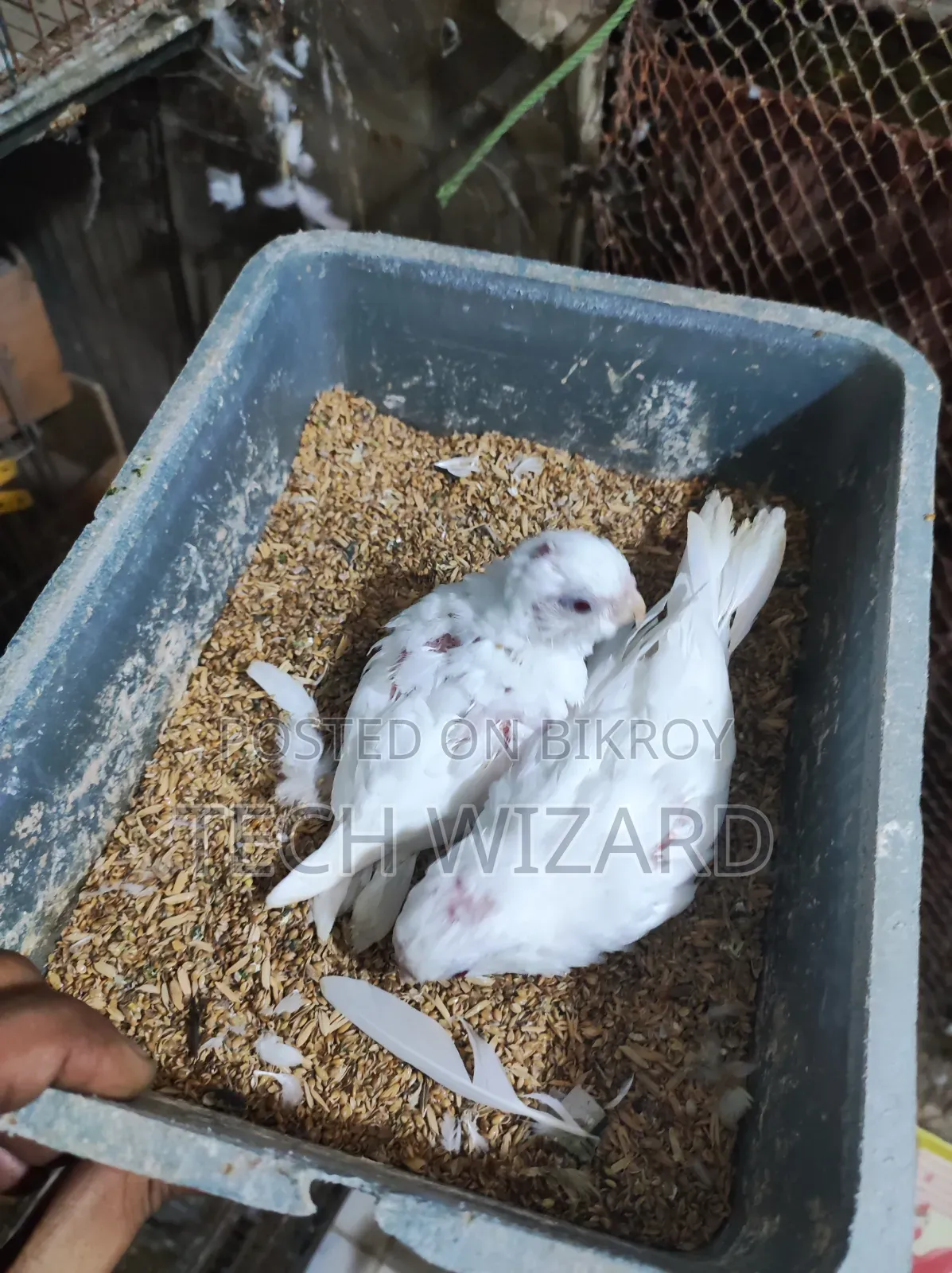 Cockatiel Albino Master Pair With 2 Babies