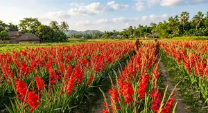 Gladiolus Seed Offer