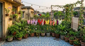 Gladiolus Seed Offer