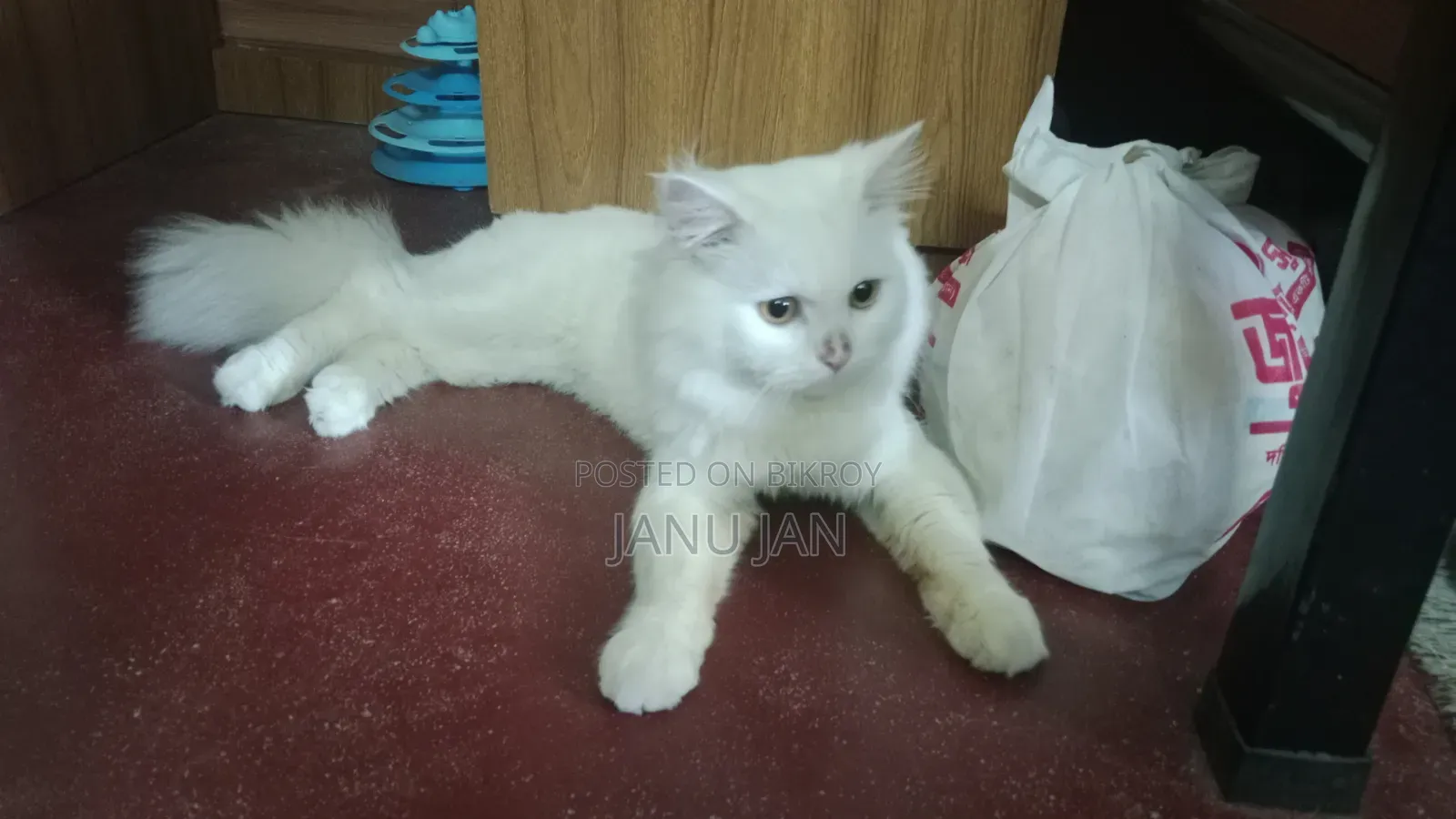 6-12 Months Male Purebred Persian