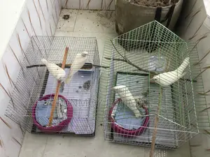 2 Running Pairs Australian Dove With Case