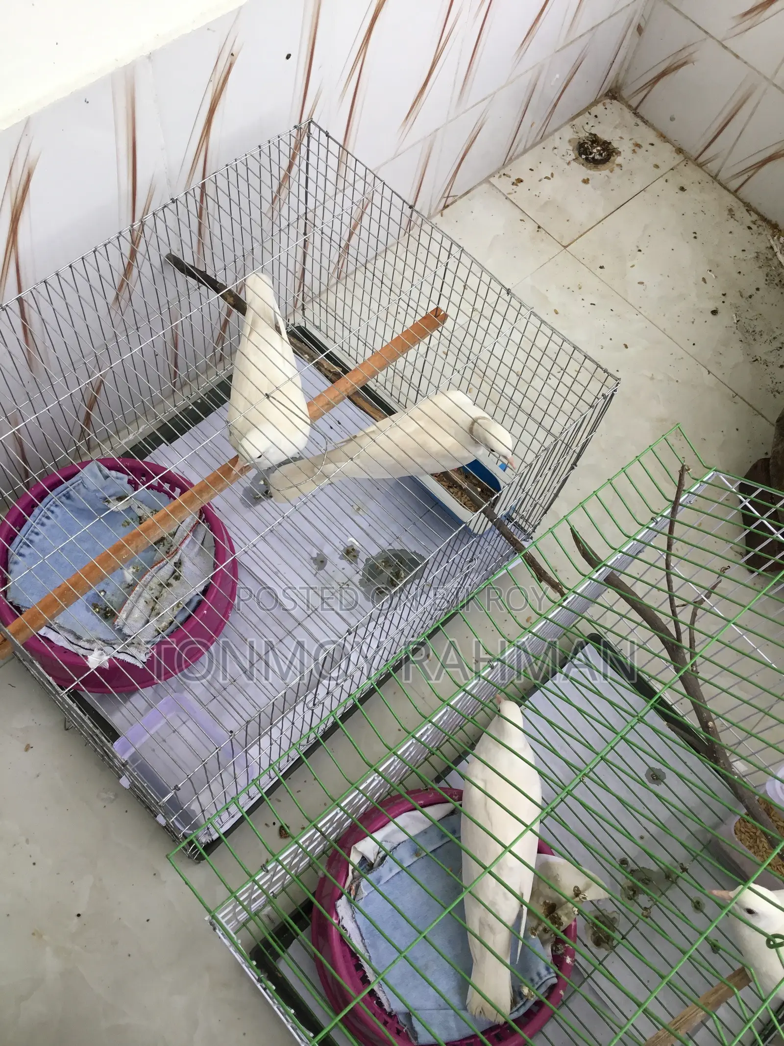 2 Running Pairs Australian Dove With Case