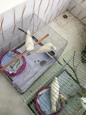 2 Running Pairs Australian Dove With Case