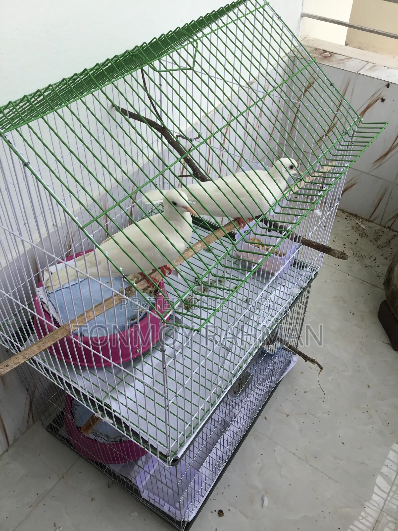 2 Running Pairs Australian Dove With Case