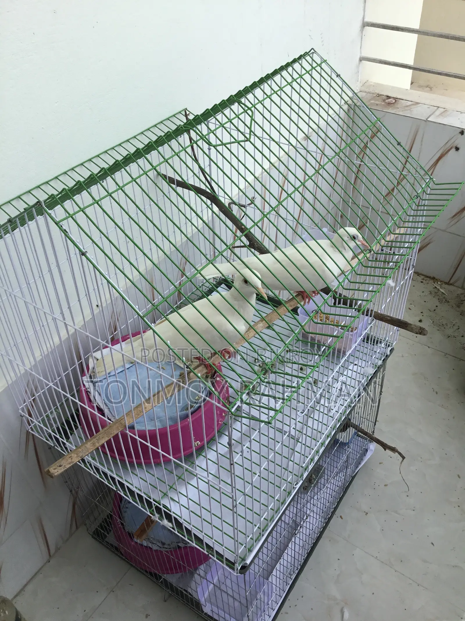 2 Running Pairs Australian Dove With Case