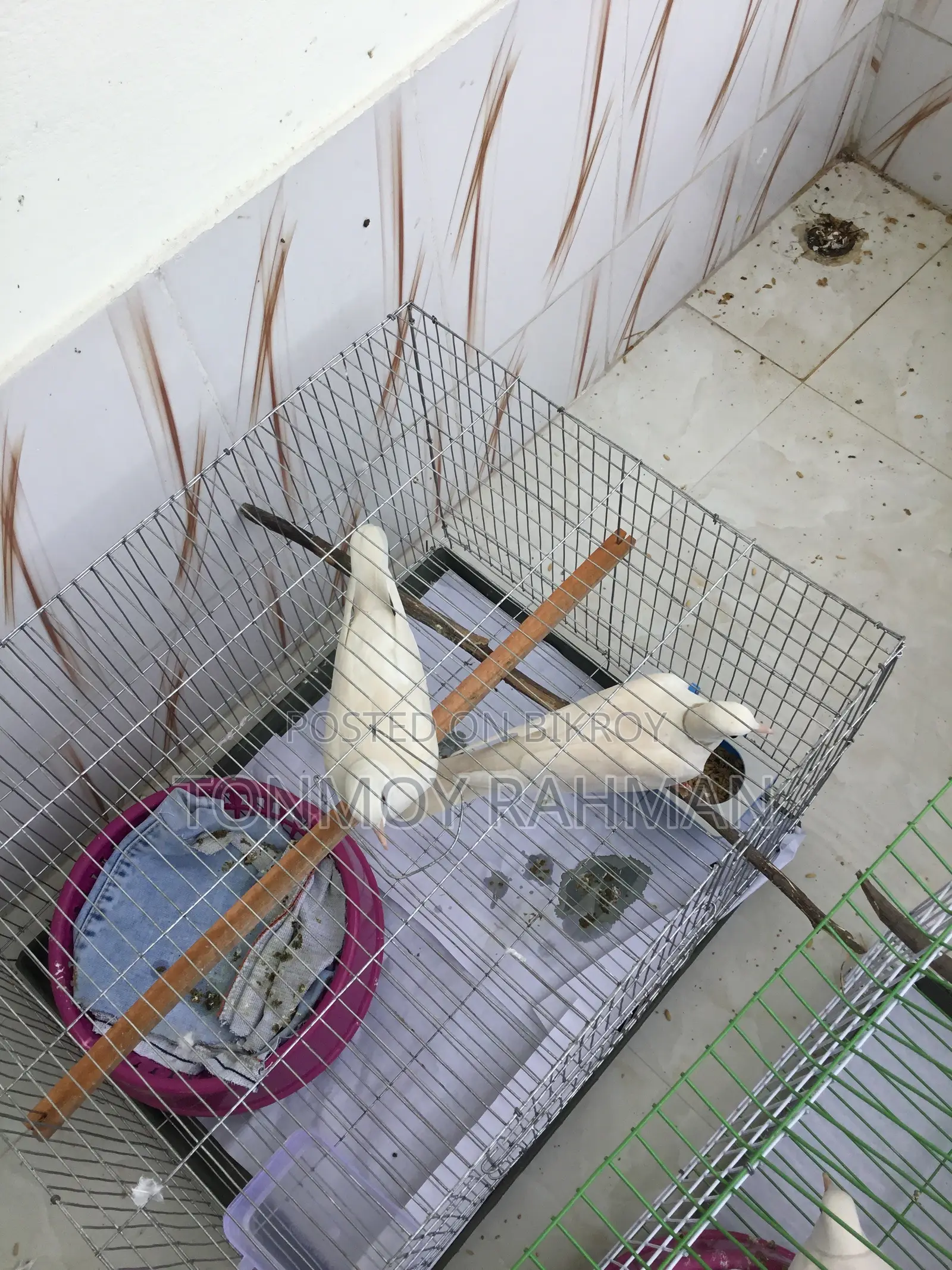 2 Running Pairs Australian Dove With Case