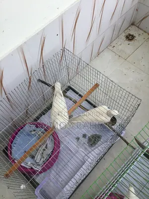 2 Running Pairs Australian Dove With Case