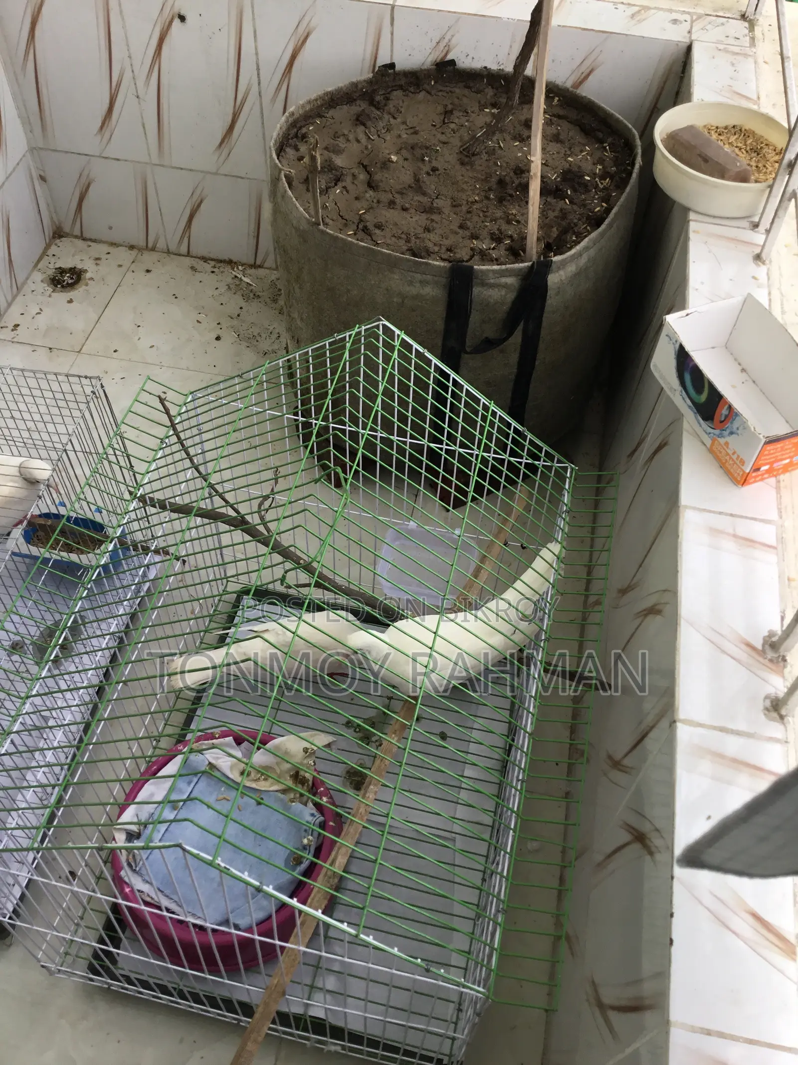2 Running Pairs Australian Dove With Case