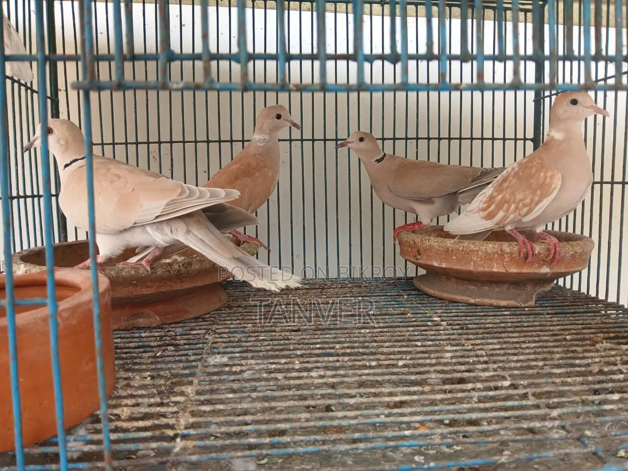 Laughing Dove
