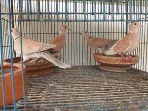 Laughing Dove