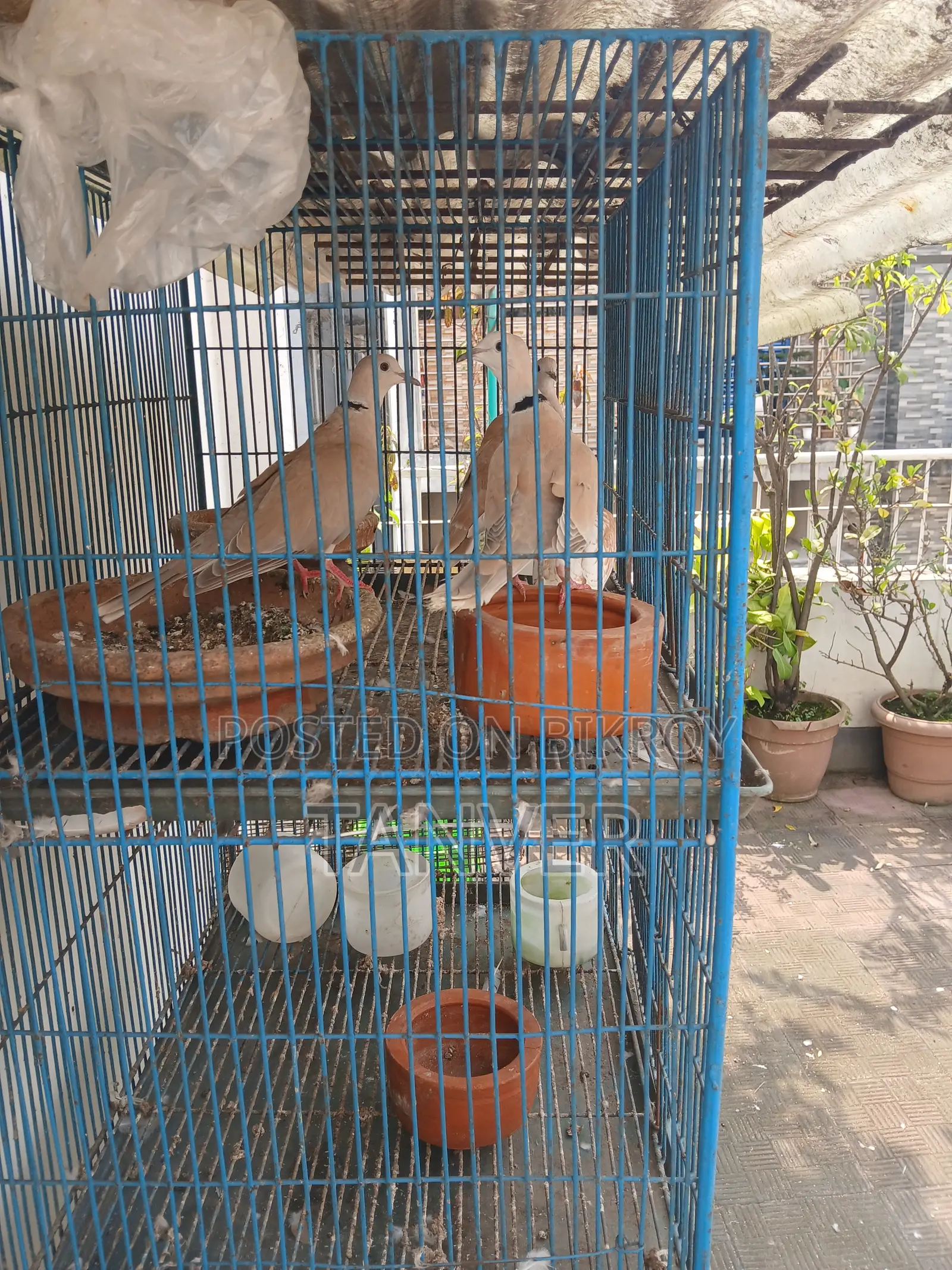Laughing Dove