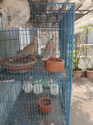 Laughing Dove