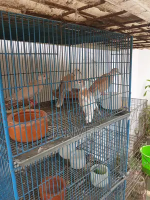 Laughing Dove
