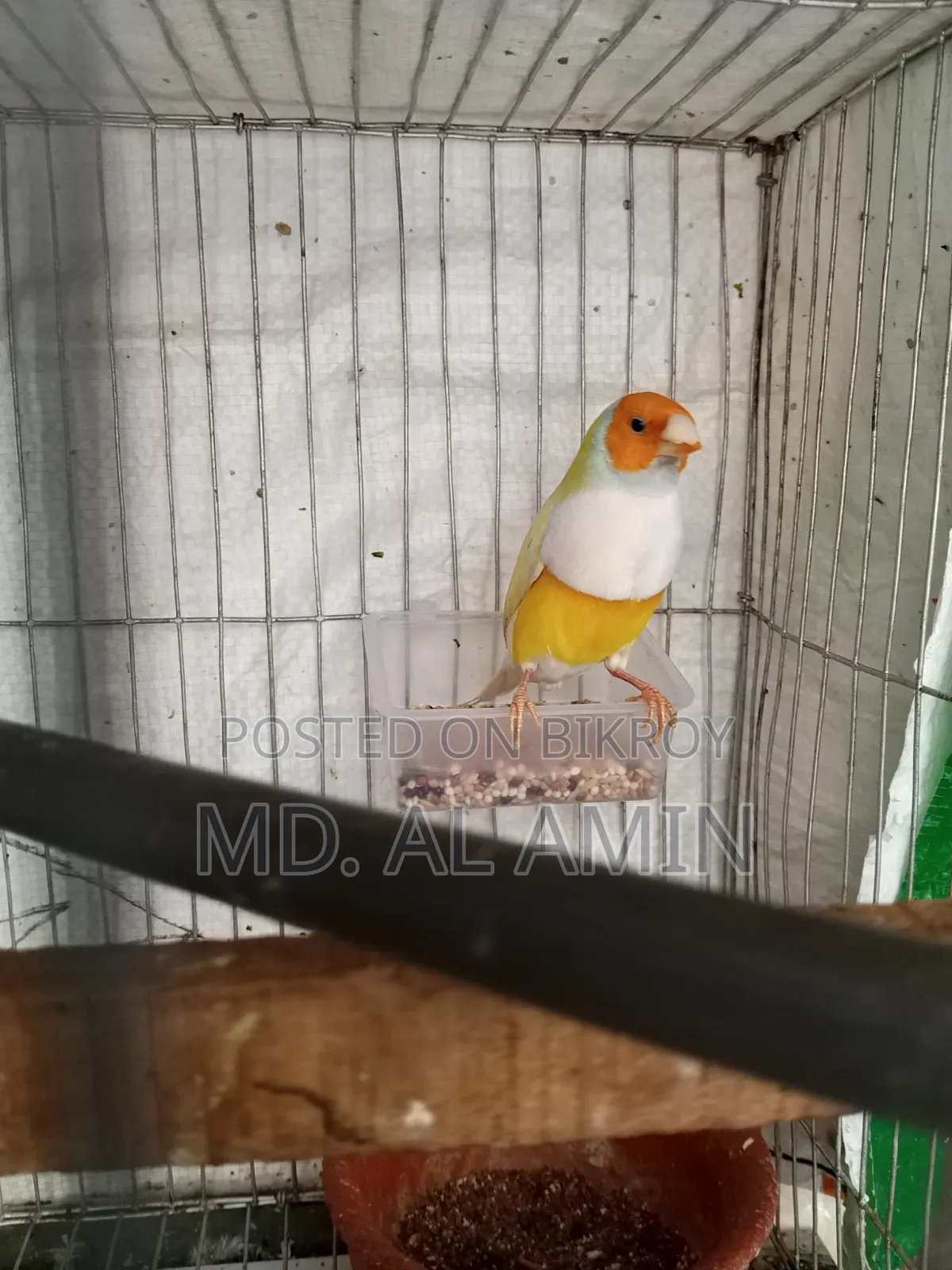 একটা রানিং মেল গোল্ডেন ফিঞ্চ পাখি বিক্রি হবে