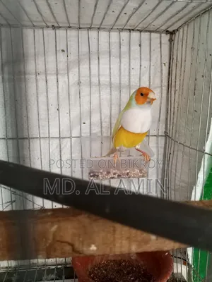 একটা রানিং মেল গোল্ডেন ফিঞ্চ পাখি বিক্রি হবে