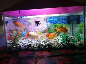 Fish and Aquarium