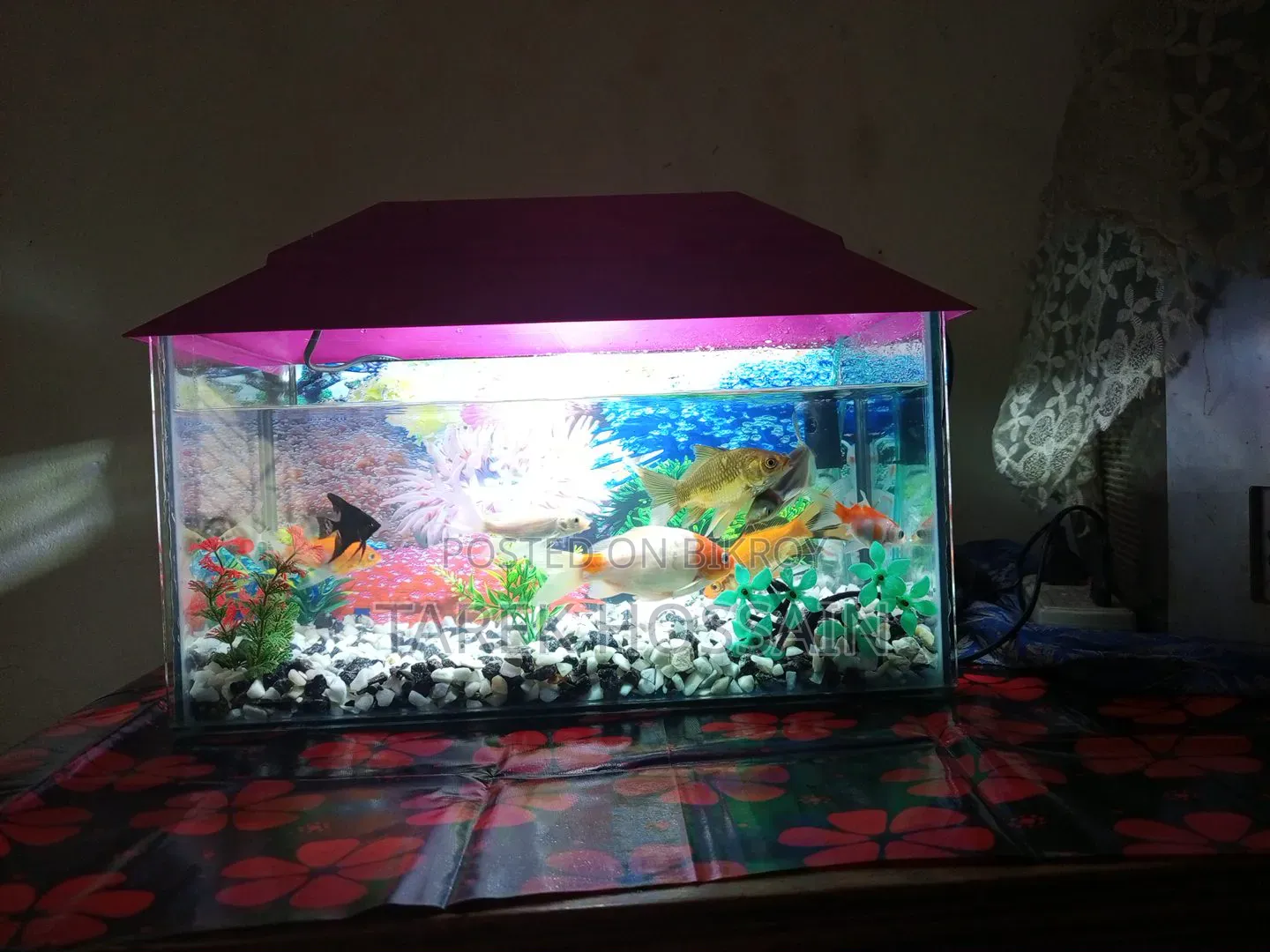 Fish and Aquarium