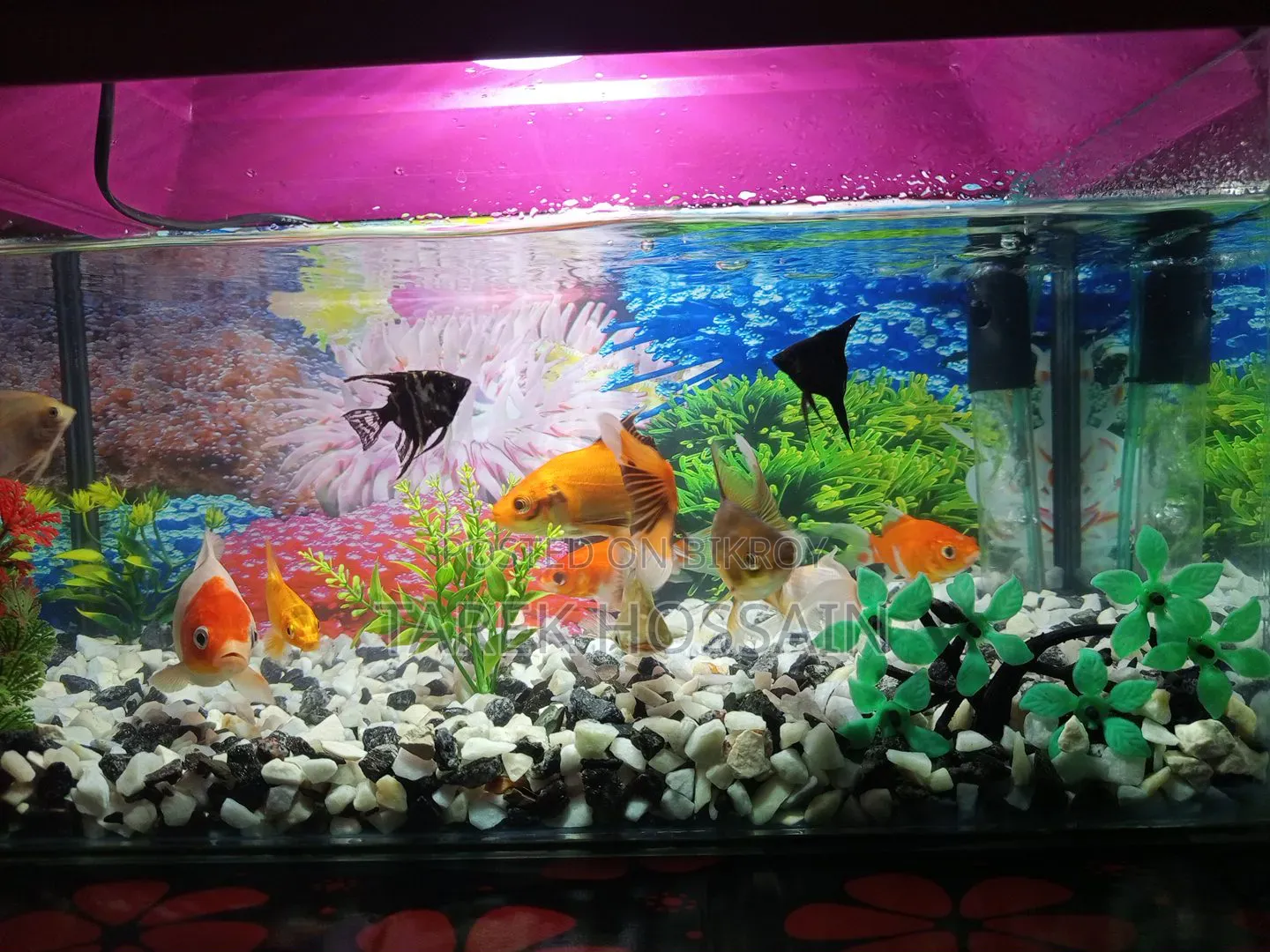 Fish and Aquarium