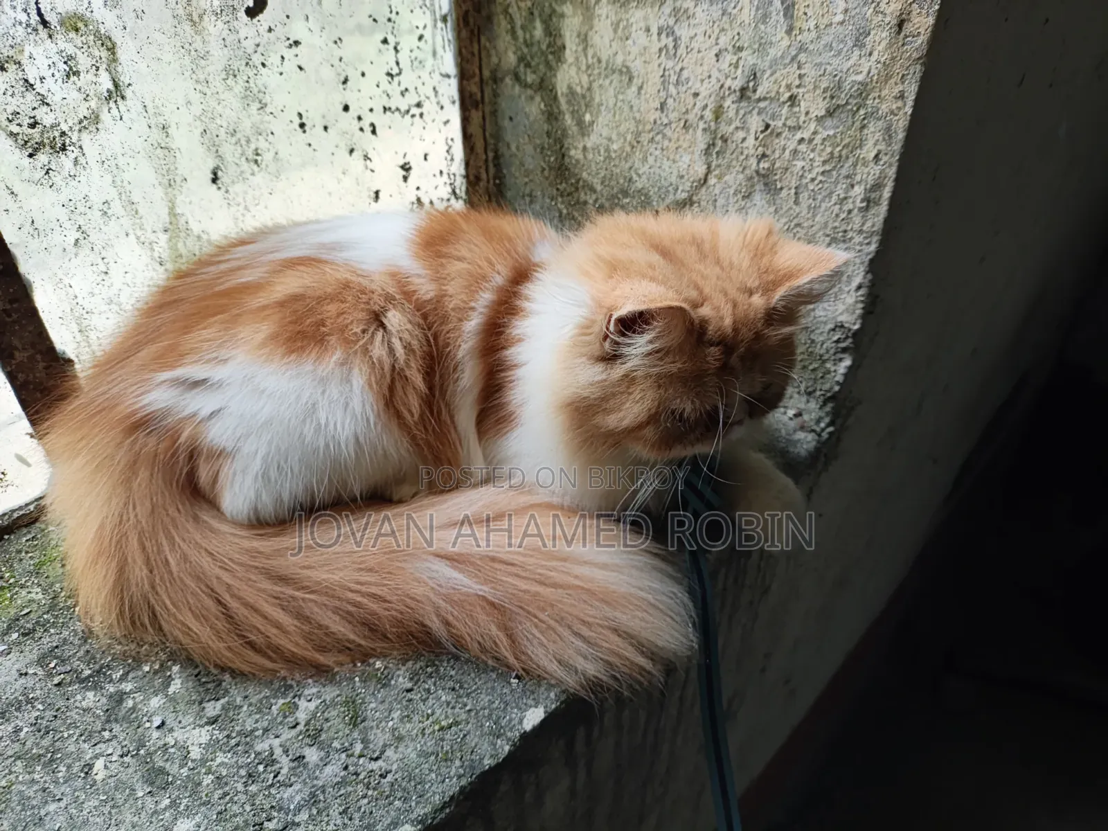 1-3 months Female Purebred Persian