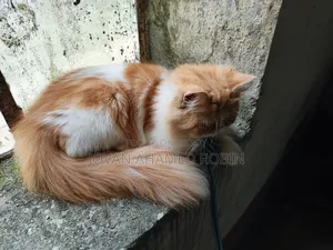 1-3 months Female Purebred Persian