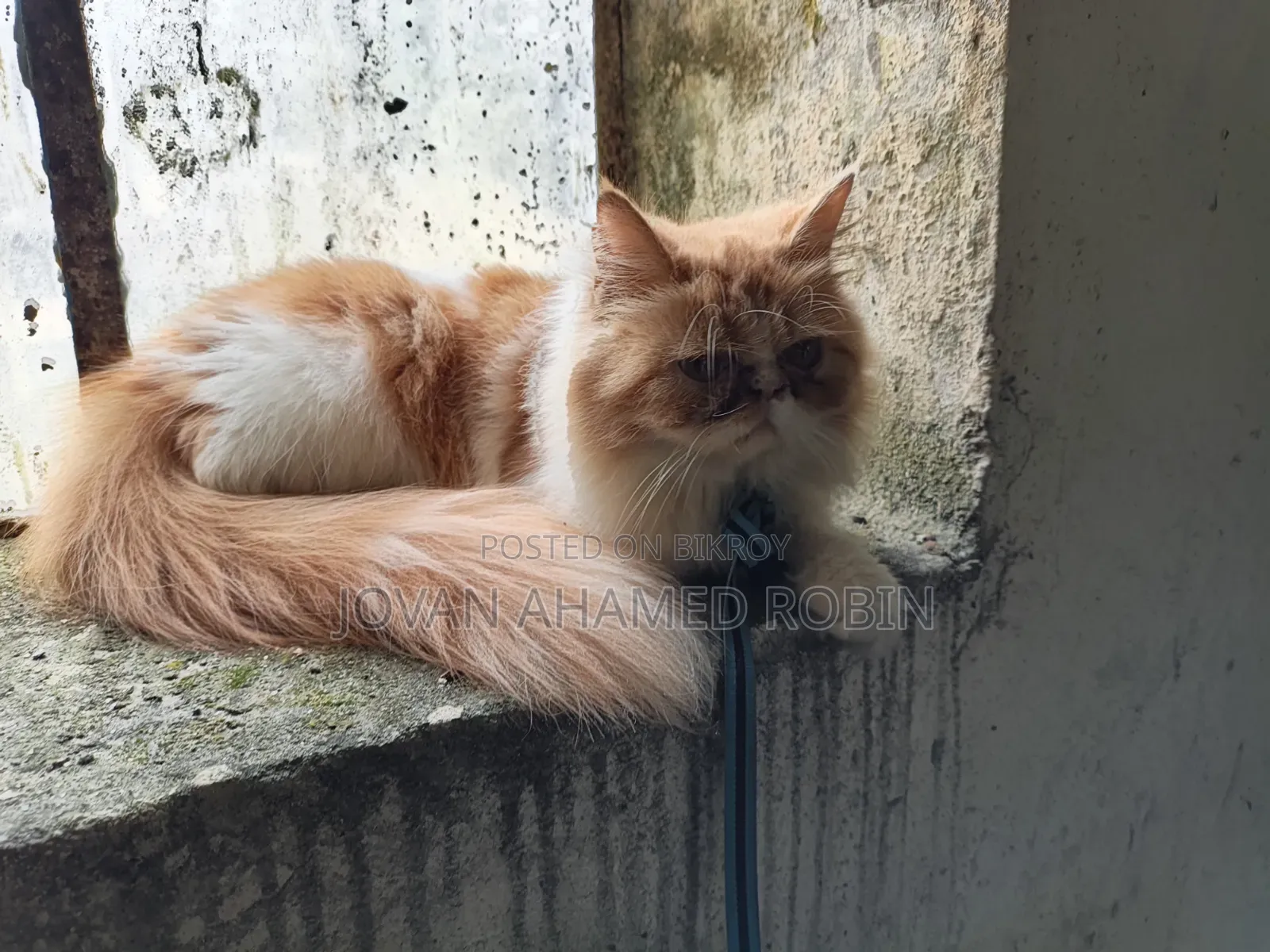 1-3 months Female Purebred Persian