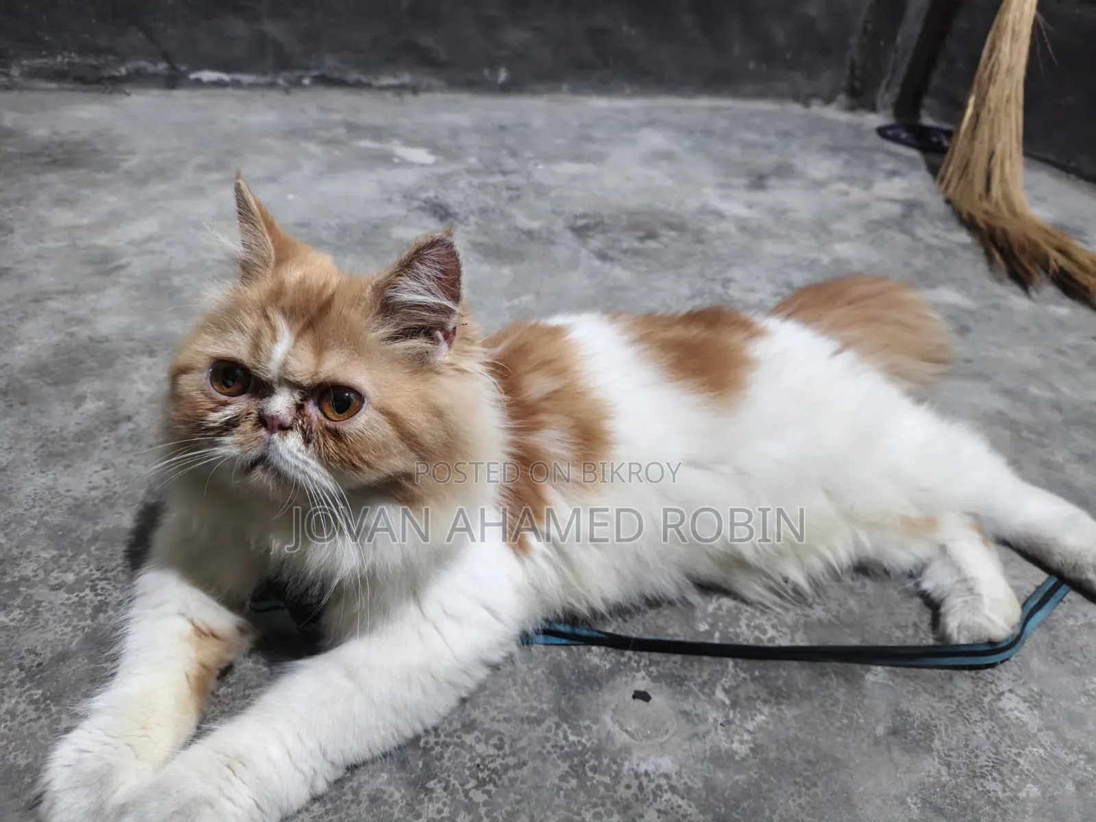 1-3 months Female Purebred Persian