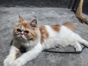 1-3 months Female Purebred Persian