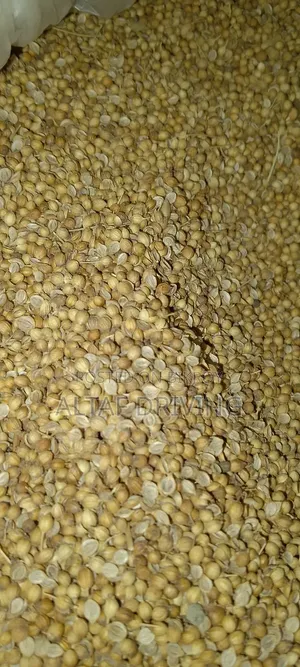 Coriander 40 kg for sale