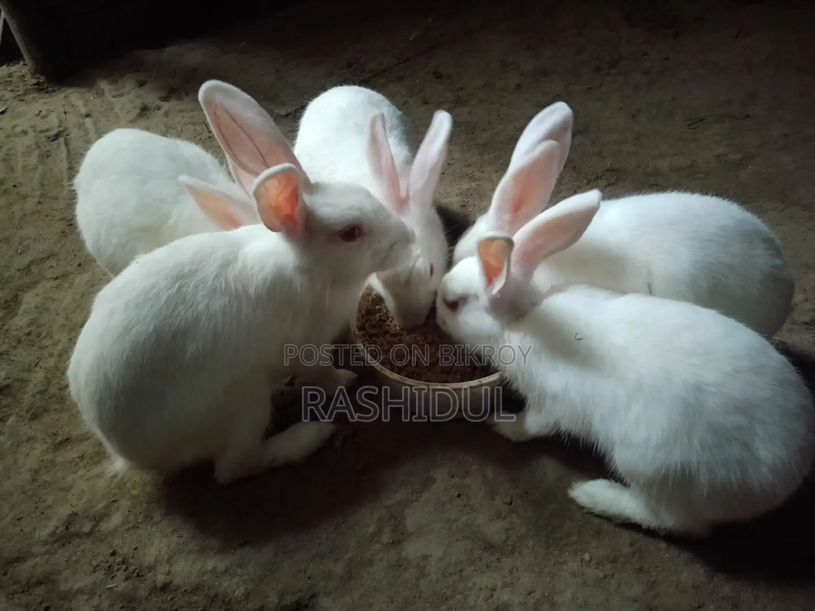 ৫ টা খরগোস সেল হবে