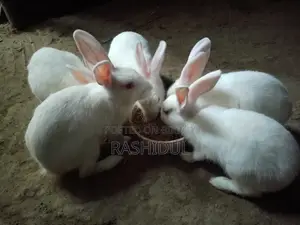 ৫ টা খরগোস সেল হবে